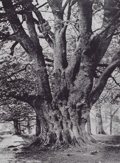 Koning Beuk, Knole Park door Charles Essenhigh Corke