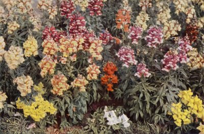 Leeuwenbekjes door Charles Essenhigh Corke