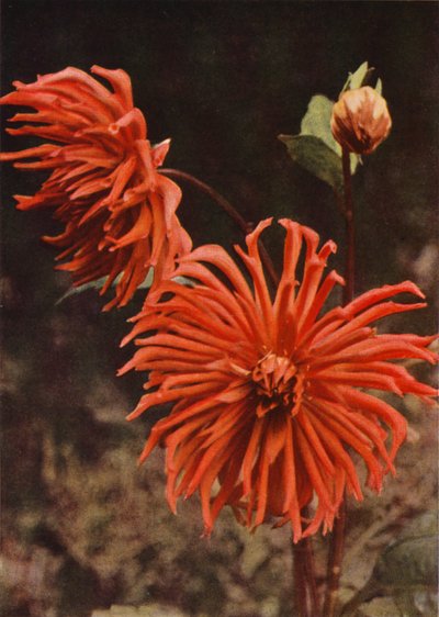De Cactus Dahlia "Brisbane" door Charles Essenhigh Corke