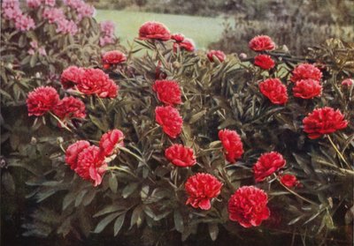 De Oude Dubbele Crimson Pioenroos door Charles Essenhigh Corke