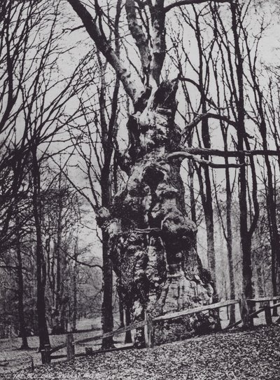 De oude eik, Knole Park (zwart-wit foto) door Charles Essenhigh Corke