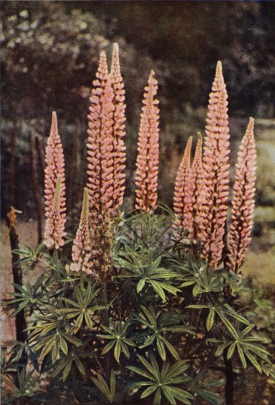 De Roze Lupine door Charles Essenhigh Corke