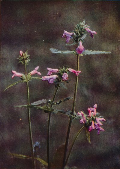 Wilde bloemen: Betonie door Charles Essenhigh Corke