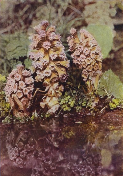 Wilde bloemen: Bitterbur door Charles Essenhigh Corke