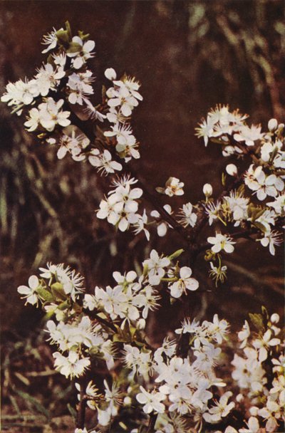 Wilde bloemen: Sleedoorn door Charles Essenhigh Corke