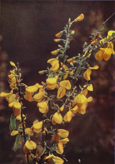Wilde bloemen: Brem door Charles Essenhigh Corke
