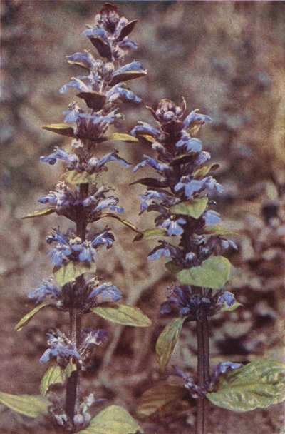 Wilde bloemen: Bugle door Charles Essenhigh Corke