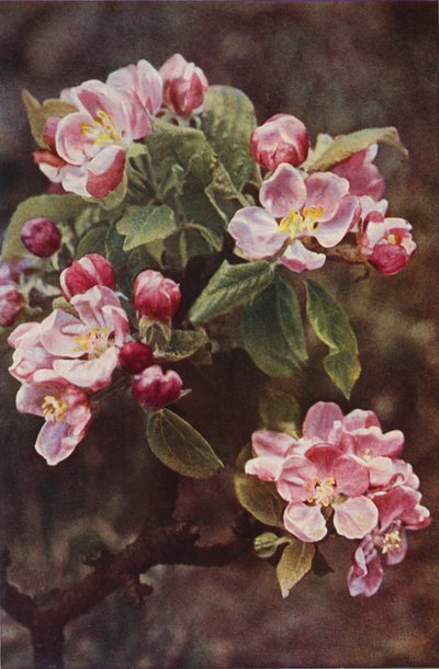 Wilde bloemen: Wilde Appel door Charles Essenhigh Corke