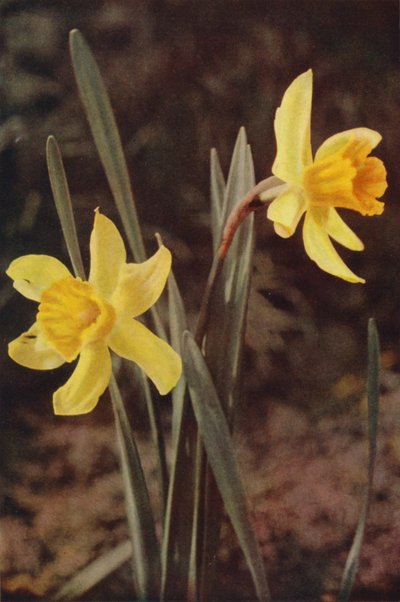 Wilde bloemen: Narcis door Charles Essenhigh Corke