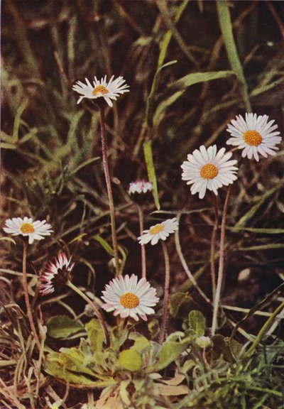 Wilde bloemen: Madeliefje door Charles Essenhigh Corke