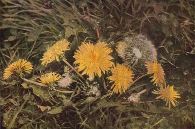 Wilde bloemen: Paardenbloem door Charles Essenhigh Corke