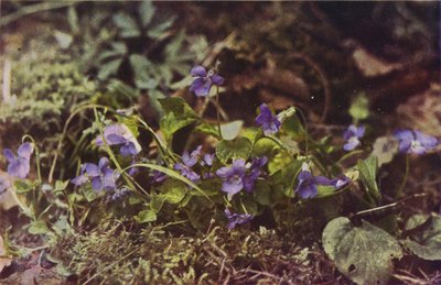 Wilde bloemen: Hondsviooltje door Charles Essenhigh Corke