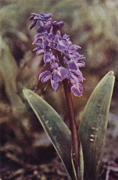 Wilde bloemen: Vroege Purperorchis door Charles Essenhigh Corke