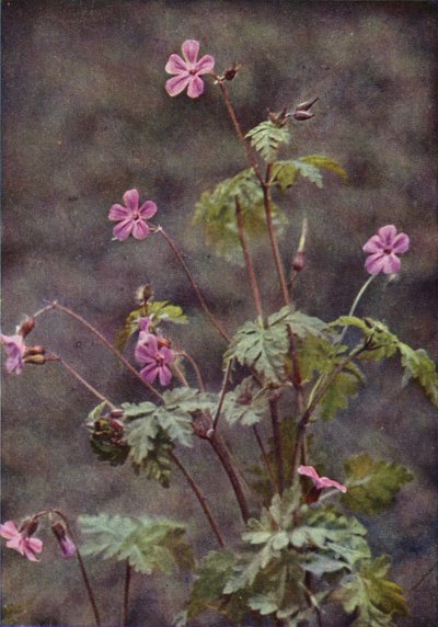 Wilde bloemen: Robertskruid door Charles Essenhigh Corke