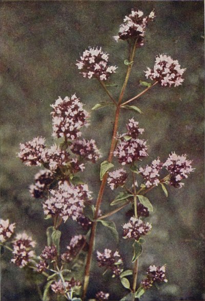 Wilde bloemen: Marjolein door Charles Essenhigh Corke