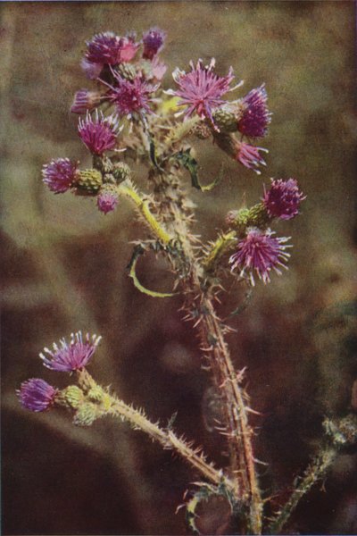 Wilde bloemen: Moerasdistel door Charles Essenhigh Corke
