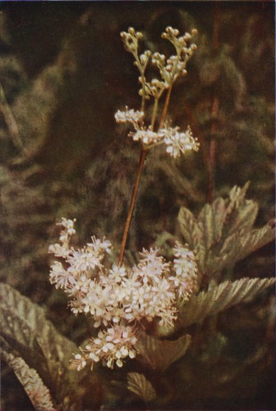 Wilde bloemen: Moerasspirea door Charles Essenhigh Corke