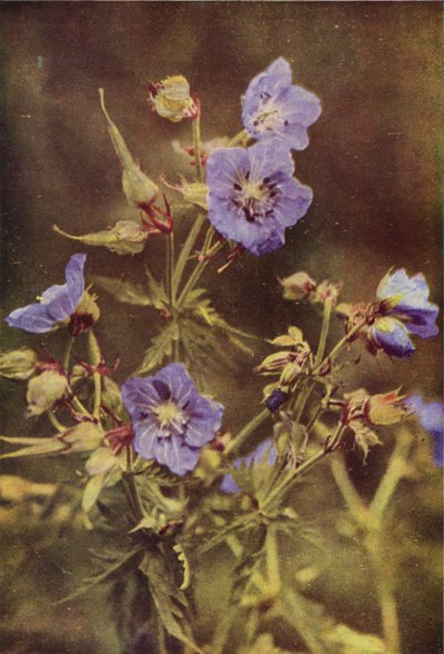 Wilde bloemen: Beemdooievaarsbek door Charles Essenhigh Corke