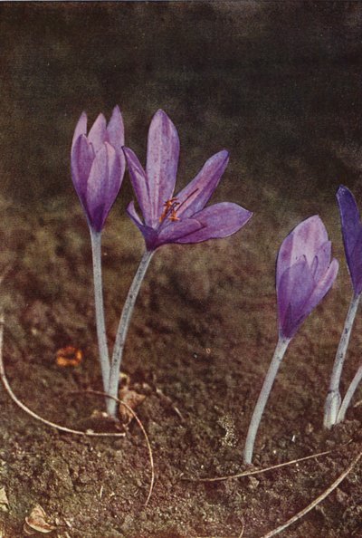Wilde bloemen: Herfsttijloos door Charles Essenhigh Corke