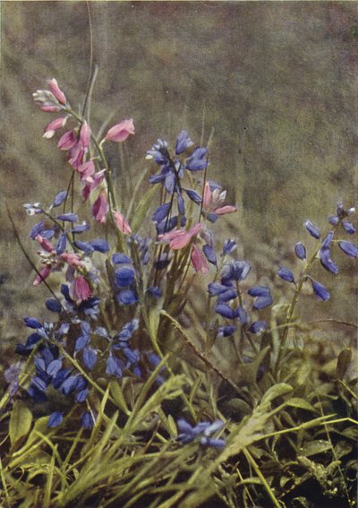 Wilde bloemen: Melkruid door Charles Essenhigh Corke