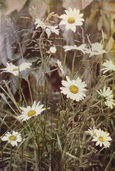 Wilde bloemen: Margriet door Charles Essenhigh Corke