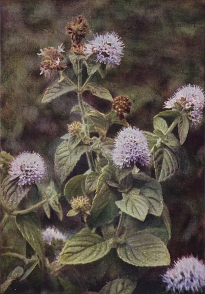 Wilde bloemen: Pepermunt door Charles Essenhigh Corke