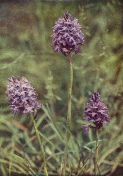 Wilde bloemen: Pyramide-Orchis door Charles Essenhigh Corke