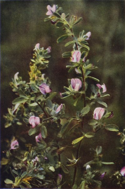Wilde bloemen: Heermoes door Charles Essenhigh Corke