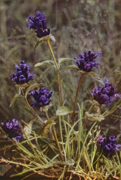 Wilde bloemen: Zelfgenezing door Charles Essenhigh Corke