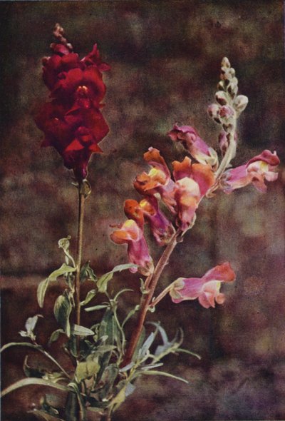 Wilde bloemen: Leeuwenbek door Charles Essenhigh Corke
