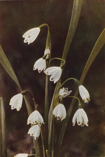 Wilde bloemen: Sneeuwklokje door Charles Essenhigh Corke