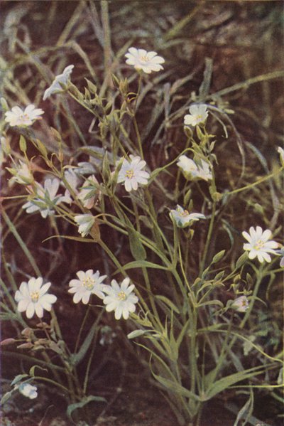 Wilde bloemen: Grote Muur door Charles Essenhigh Corke