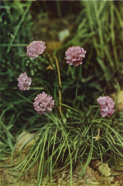 Wilde bloemen: Engels Gras door Charles Essenhigh Corke