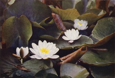Wilde bloemen: Witte Waterlelie door Charles Essenhigh Corke