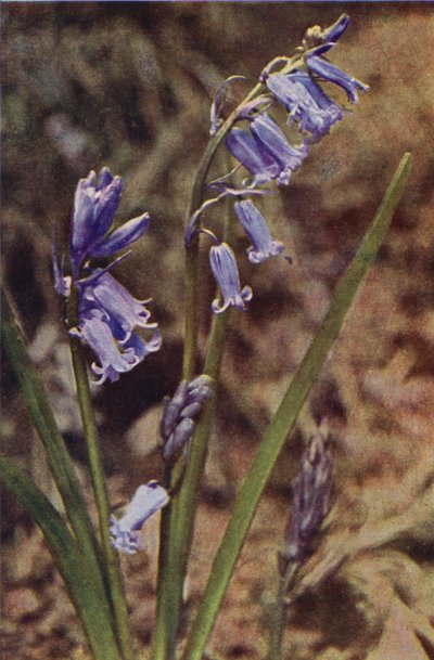 Wilde bloemen: Wilde Hyacint door Charles Essenhigh Corke