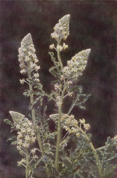Wilde bloemen: Wilde Reseda door Charles Essenhigh Corke