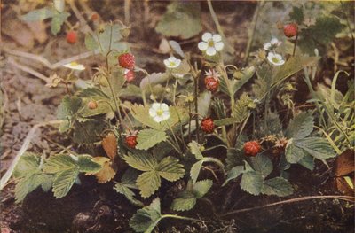 Wilde bloemen: Wilde Aardbei door Charles Essenhigh Corke