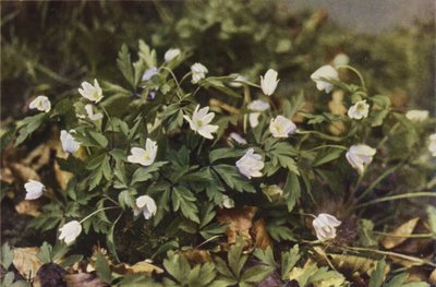 Wilde bloemen: Bosanemoon door Charles Essenhigh Corke