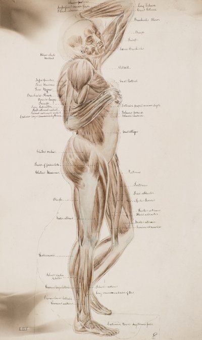 Studie [Menselijke spieren (bijschrift)] door Charles Gustav Louis Phillips