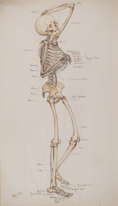 Studie [Menselijk skelet (botten bijschrift)], c.1884 door Charles Gustav Louis Phillips