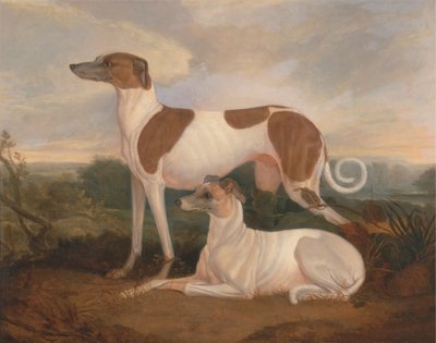 Twee windhonden in een landschap door Charles Hancock