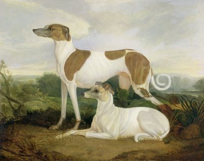 Twee windhonden in een landschap door Charles Hancock