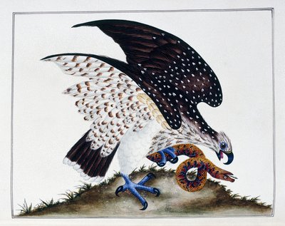 Roofvogel met slang, 1808-21 door Charles Hayes