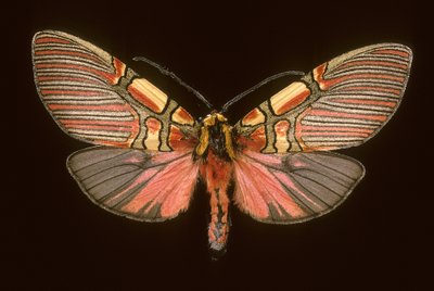 Anaxita constricta door Augustus Kollner