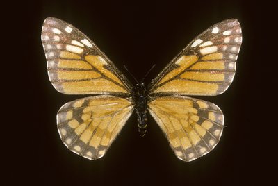 Baronia brevicornis door Augustus Kollner