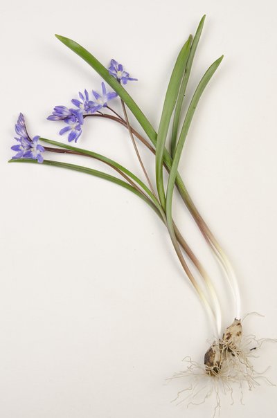 Botanische plaat Chionodoxa forbesii Chionodoxa luciliae Sneeuwroem door Augustus Kollner