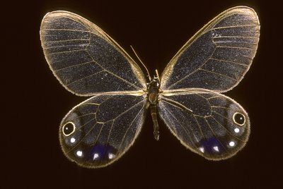 Cithaerias esmeralda door Augustus Kollner