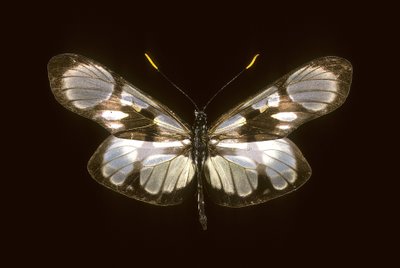 Dismorphia orise door Augustus Kollner