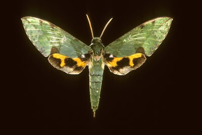 Euchloron megaera Groene sfinx door Augustus Kollner