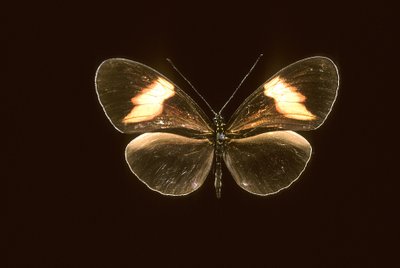 Heliconius melpomene door Augustus Kollner